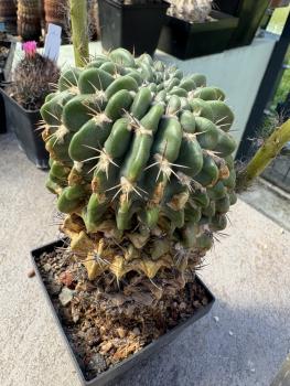 Echinopsis Hybr. violett